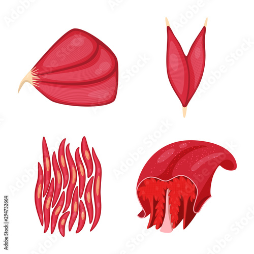 Vector design of muscle and cells symbol. Collection of muscle and anatomy stock vector illustration.