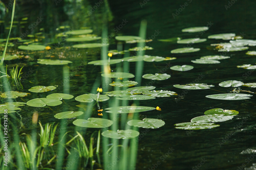 yellow water lilies on a background of green water yellow water lilies on a background of green water