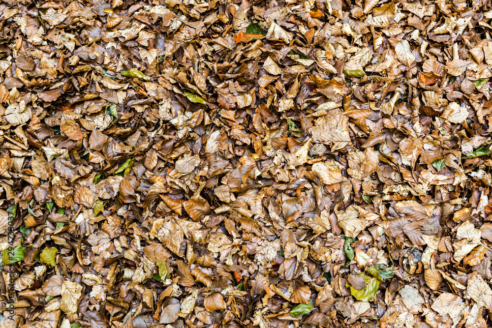 Details of a beech forest in autumn