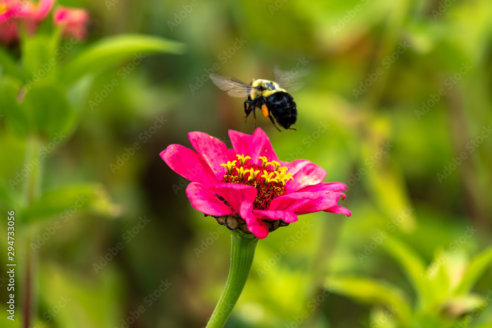 Bee & flower Bee & flower
