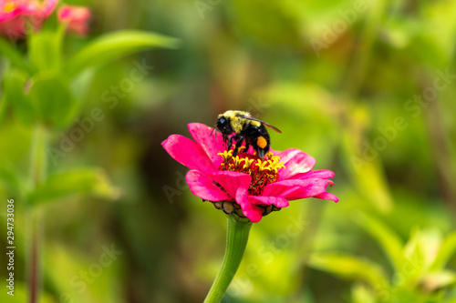 Bee & flower © Diane Kemp