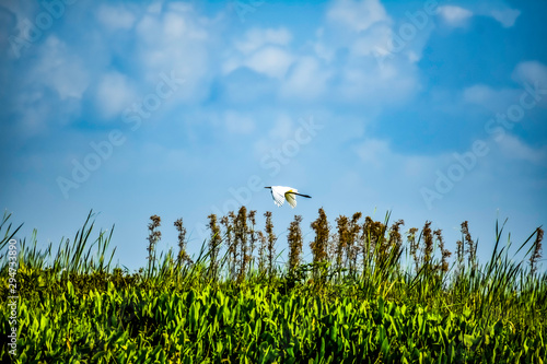 green grass and blue sky with a flying egret