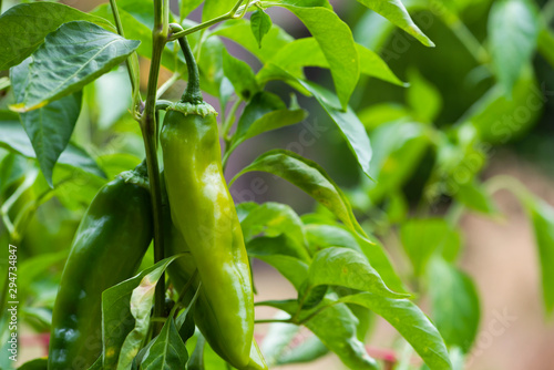 green anaheim hot pepper growing on plant, gardening, growing spicy peppers, kitchen garden