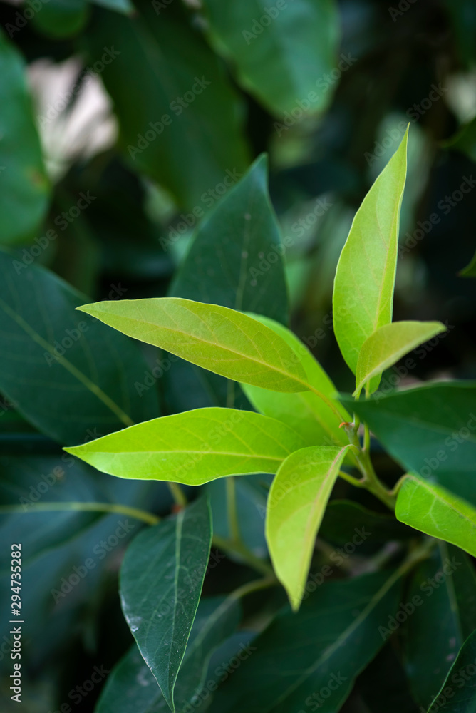 new bright green leaf growth on avocado tree, avocado tree foliage, healthy growing tree new bright green leaf growth on avocado tree, avocado tree foliage, healthy growing tree