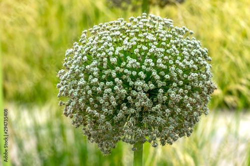 Zierlauch (Allium sp.) photo