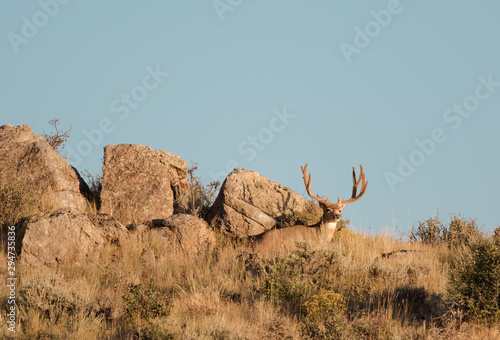 Konstfotografi A mule deer with antlers in full velvet enjoys the warmth of the morning sun in the Rocky Mountain west