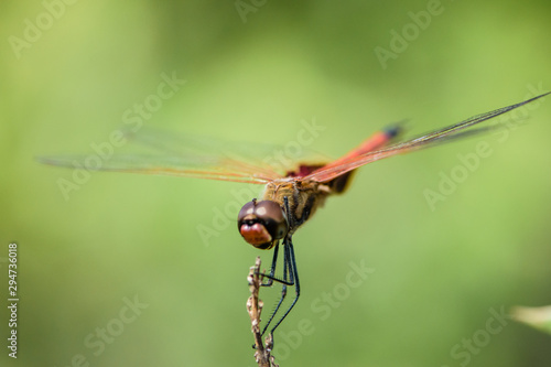 Dragon fly close up © PerthCreativeStudios