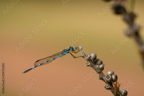 Dragon fly on plant © PerthCreativeStudios