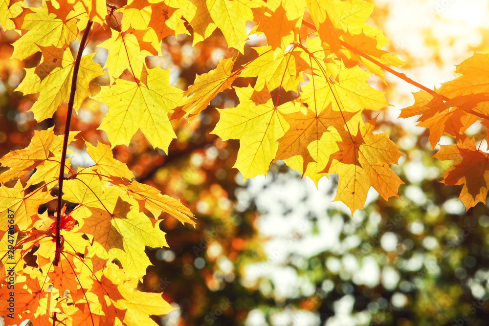 Goldener Herbst Goldener Herbst