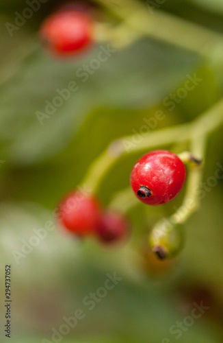 Shiny-leaved wild coffee Psychotria nervosa Rubiaceae photo