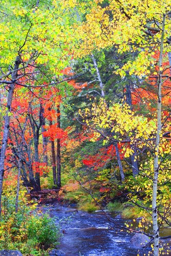 foret canadienne