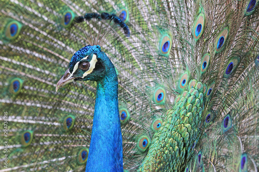 Obraz premium Peacock's head on its own tail background