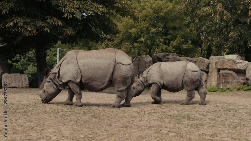 zoo, very beautiful nature, a lot of trees and bushes, walking two rhinos eat small grass, around the fence of large stones summer day clear weather, slow motion zoo, very beautiful nature, a lot of trees and bushes, walking two rhinos eat small grass, around the fence of large stones summer day clear weather, slow motion