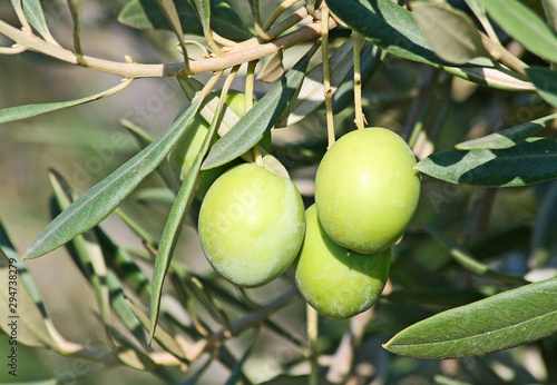 Three green olives on the branch, California photo