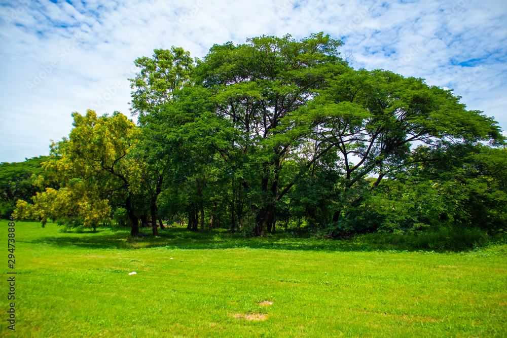 Nature grass big trees greenery clear sky at noon Nature grass big trees greenery clear sky at noon