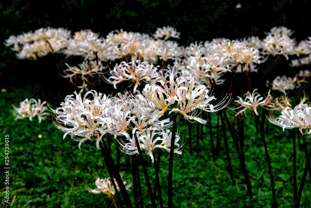 城井谷の白い彼岸花
