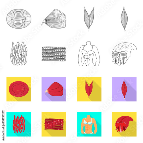 Isolated object of fiber and muscular sign. Set of fiber and body vector icon for stock.
