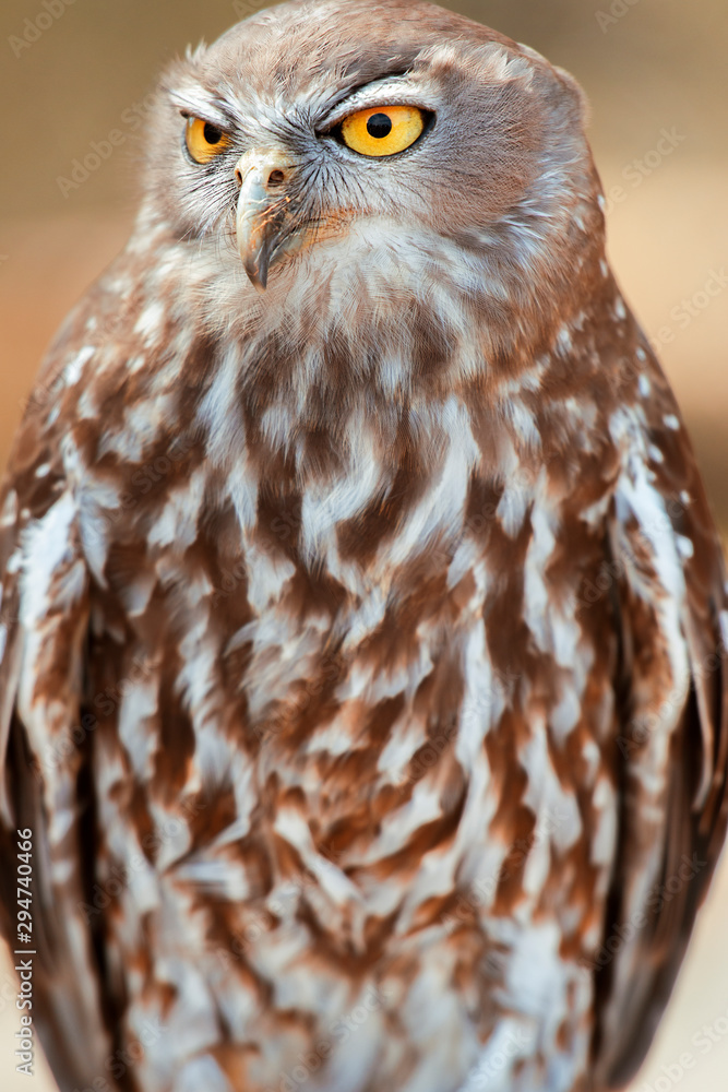 Obraz premium Barking owl with beautiful yellow eyes amongst nature.