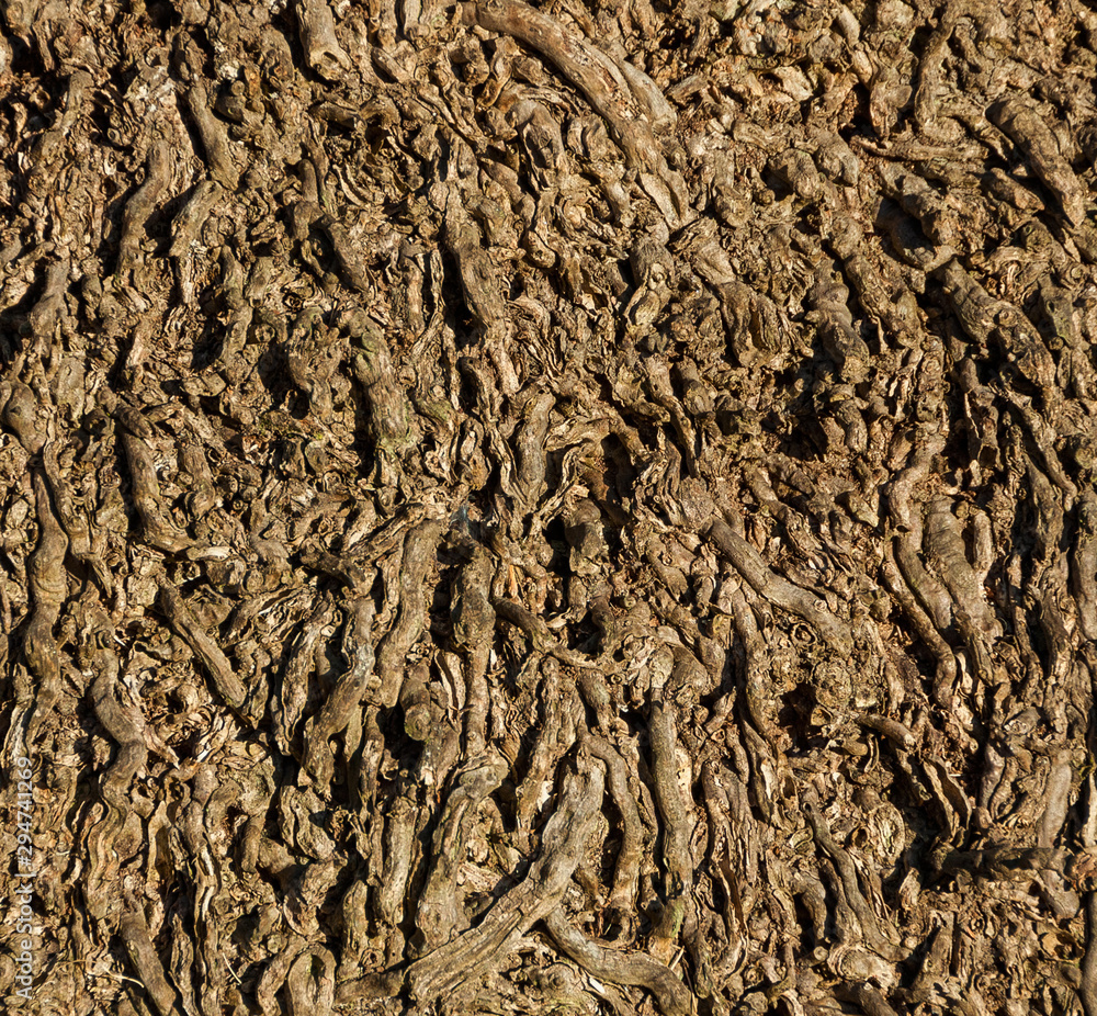 Detail of Palm tree trunk without bark as background Detail of Palm tree trunk without bark as background