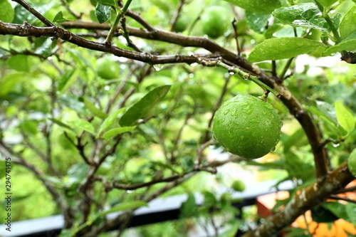 lemons tree in the tropical