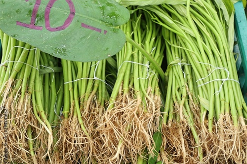 morning glory at the market