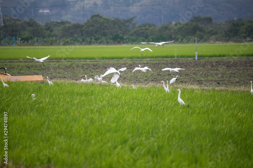 秋の田んぼと白鷺 千葉県佐倉市