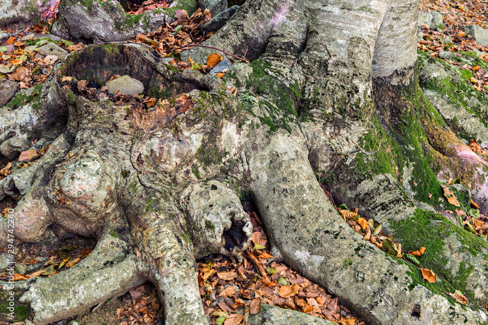 Details of a beech forest in autumn Details of a beech forest in autumn