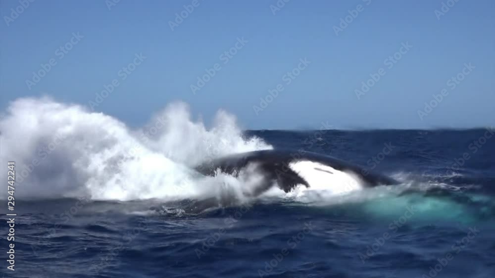 Whale emerged from water of ocean. Sea animals Megaptera Novaeangliae dives on background of water surface. Concept of giant sea animals in wild. Whale emerged from water of ocean. Sea animals Megaptera Novaeangliae dives on background of water surface. Concept of giant sea animals in wild.