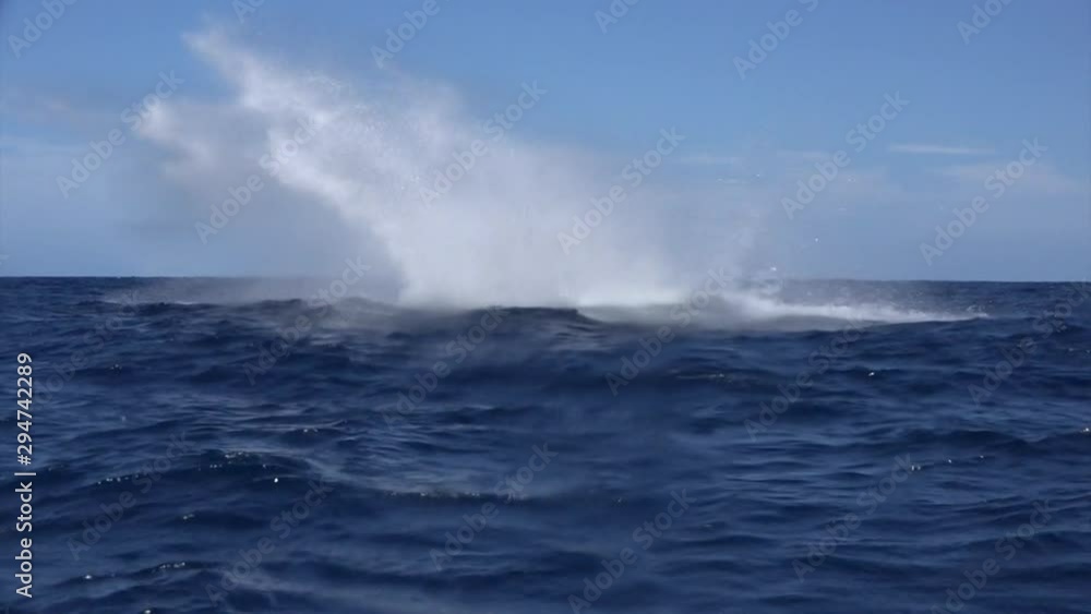 Whale emerged from water of ocean. Sea animals Megaptera Novaeangliae dives on background of water surface. Concept of giant sea animals in wild. Whale emerged from water of ocean. Sea animals Megaptera Novaeangliae dives on background of water surface. Concept of giant sea animals in wild.