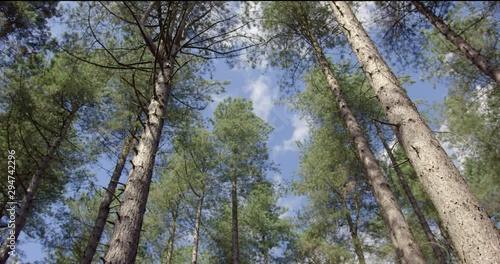 Slow Motion of Nature Forest Trees In British Summer. Green Woodland with Silver Birch Pine Tree in a Natural Countryside Wilderness with Blue Sky in Britain.. photo