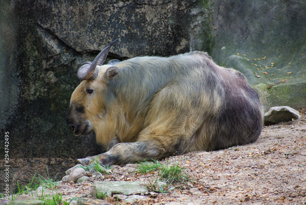 Fototapeta premium SICHUAN TAKIN or BUDORCUS TAXICOLOR standing near a fence. Laying down in the sunshine near rock wall at the waters edge