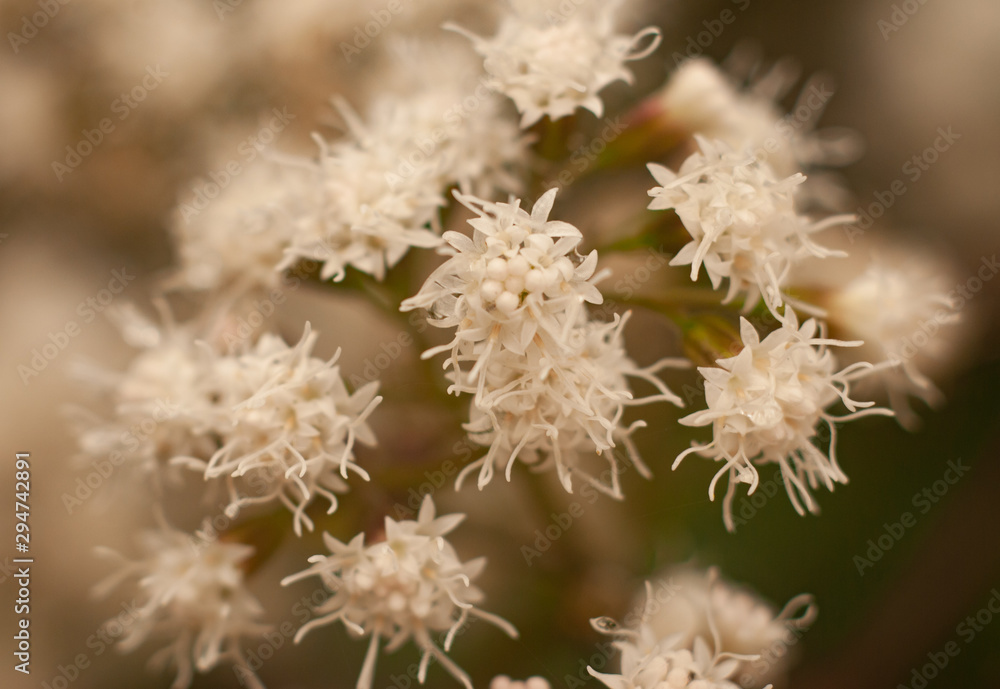 Tiny Flower Cluster Tiny Flower Cluster