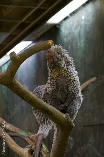PREHENSILE-TAILED PORCUPINE or COENDOU PREHENSILIS climbing on tree limbs in cage photo