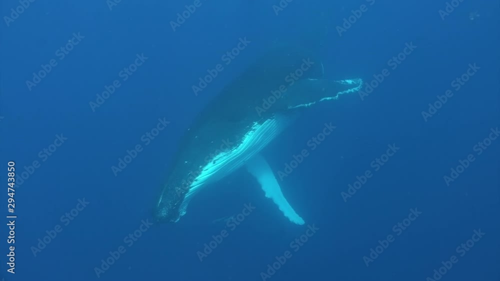 Humpback whale underwater of Pacific Ocean. Giant animal Megaptera Novaeangliae in Tonga Polynesia. Concept of giant sea animals and underwater megafauna. Humpback whale underwater of Pacific Ocean. Giant animal Megaptera Novaeangliae in Tonga Polynesia. Concept of giant sea animals and underwater megafauna.