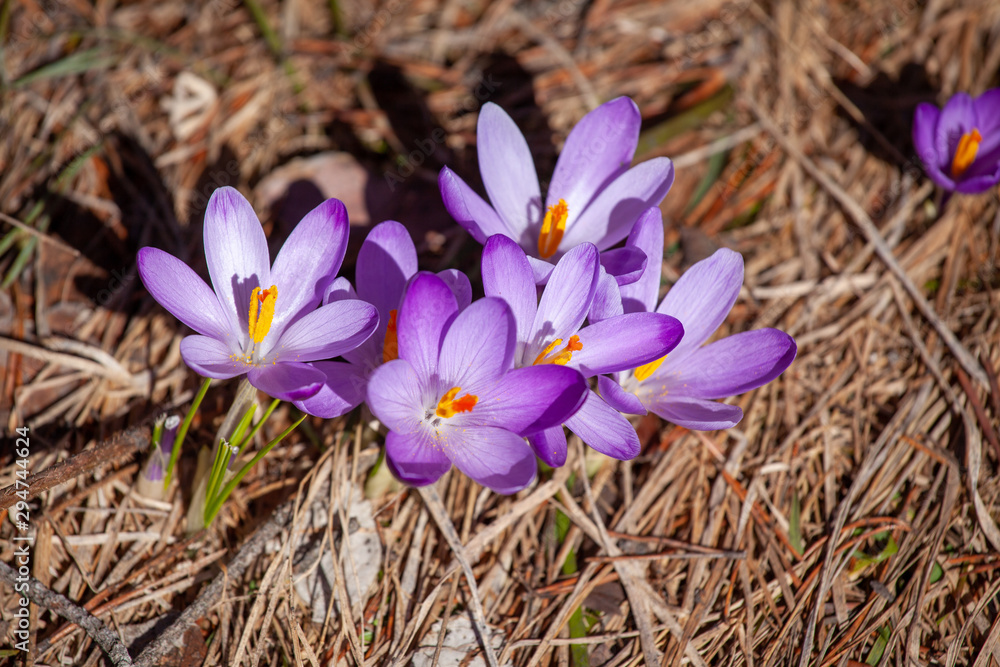 Crocuses blossom in the mountains Divcibare, Serbia Crocuses blossom in the mountains Divcibare, Serbia