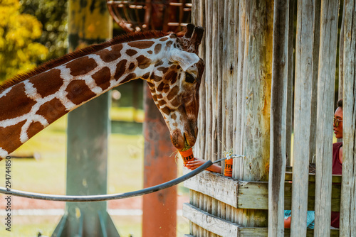 Photography African Giraffe at Montgomery Zoo
