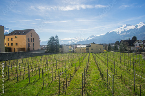 The beautiful vineyards outside of the  Cellars of the Prince of Liechtenstein Winery in Liechtenstein.