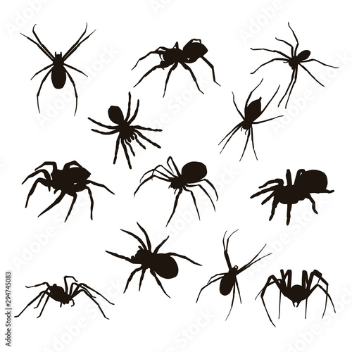Spider Silhouette © adidesigner23
