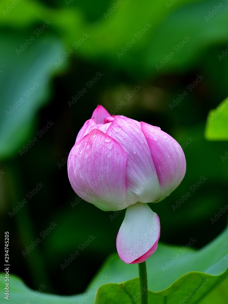 桃のような形が可愛いハスの花 桃のような形が可愛いハスの花