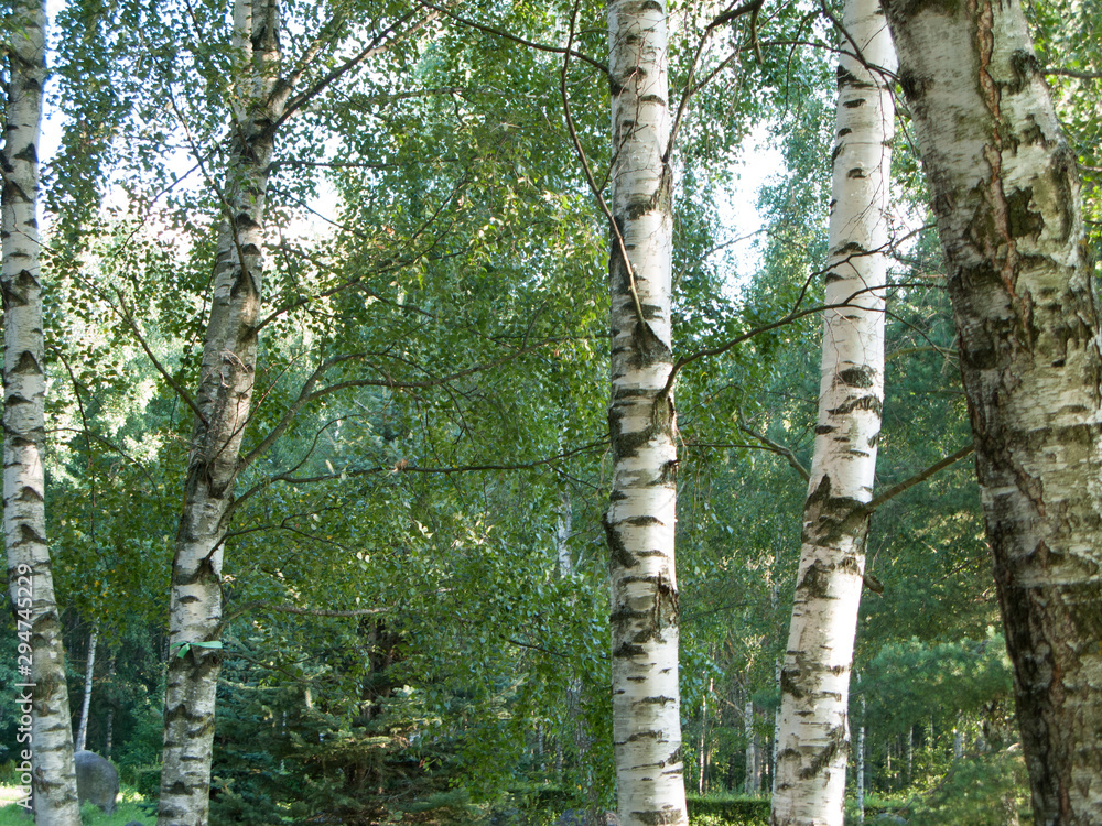 Fototapeta premium Spectacular patterns of silver birch tree in Alaska, USA. Betula pendula silver birch tree landscape