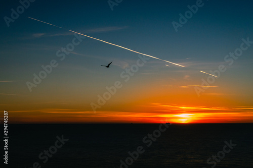 Bird flying through sunset 