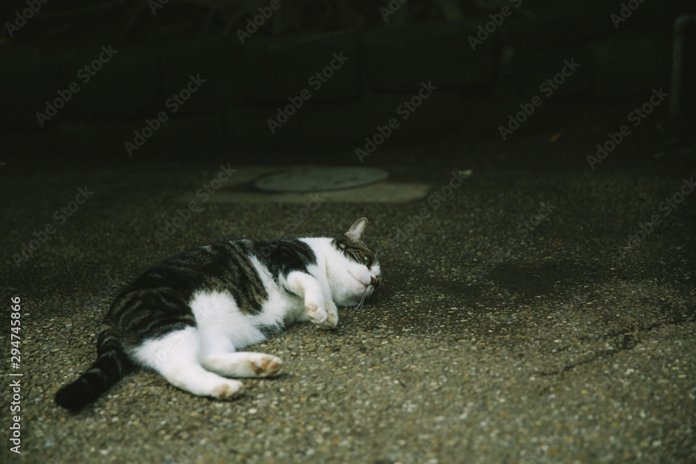 Fototapeta premium Sleepy cat
