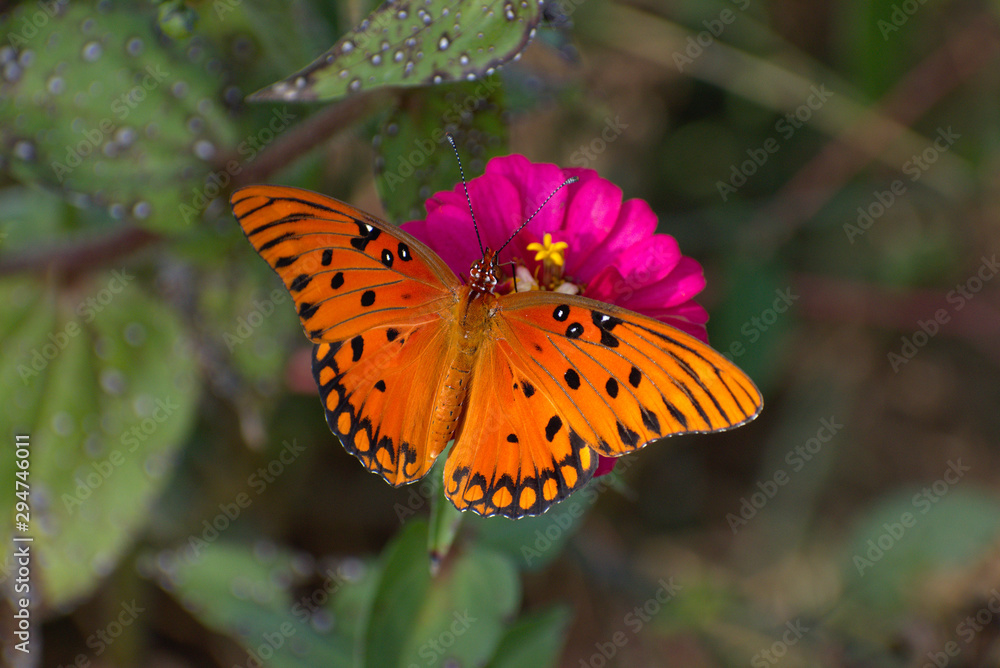 Obraz premium Developed using darktable 2.6.0