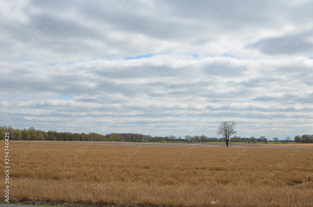 Alone in a field Alone in a field