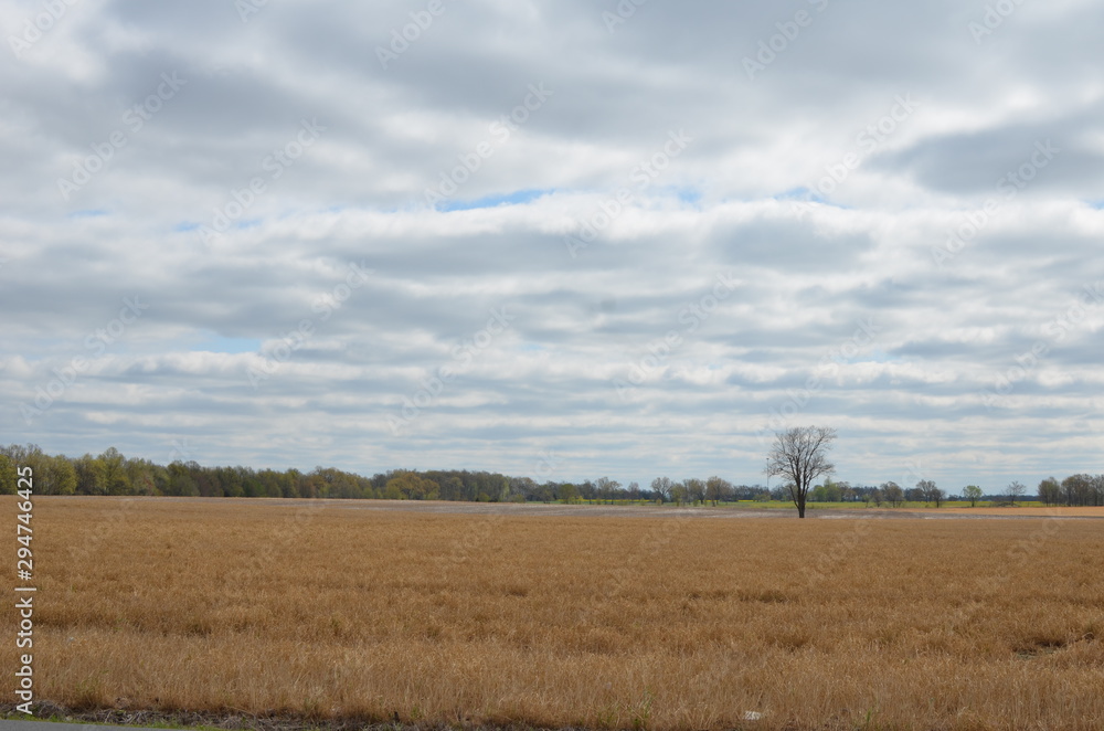 Alone in a field