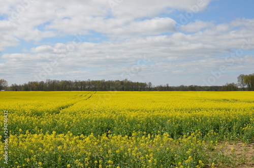 Fields of Yellow