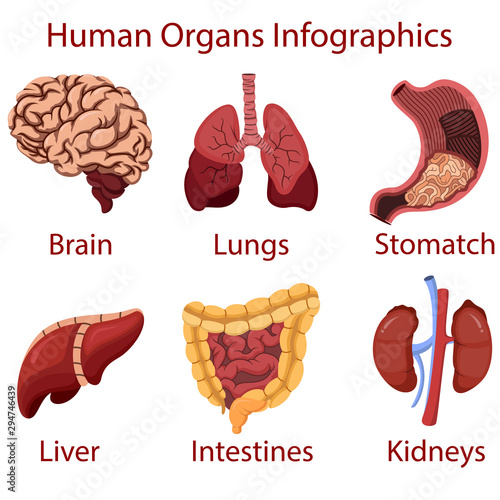 Human organs cartoon Infographics illustration vector