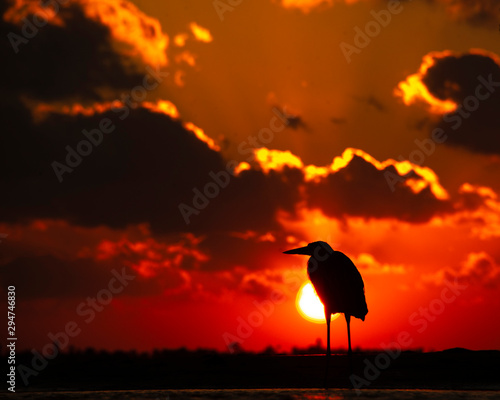 Bird at sunset orange sky 