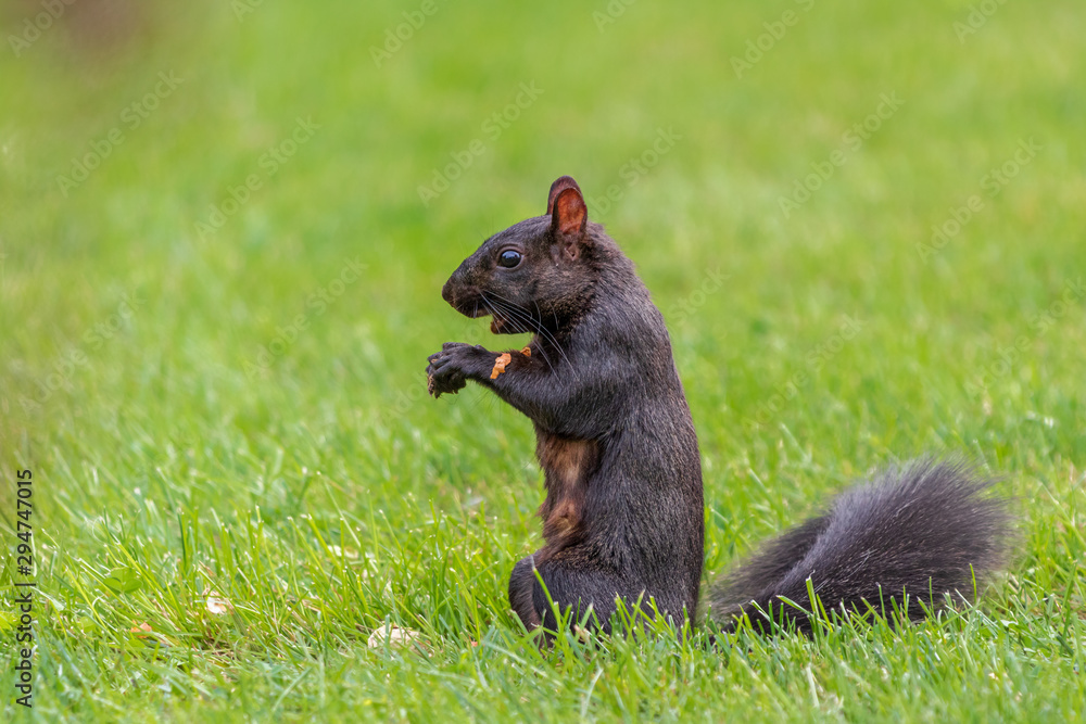 Black squirrel eating a nut Black squirrel eating a nut