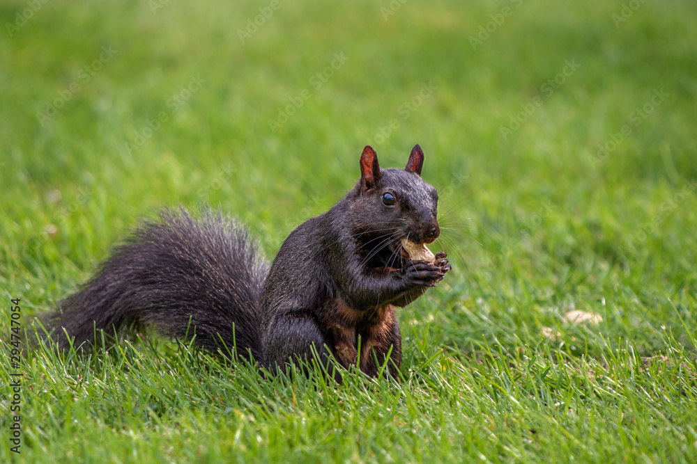 Black squirrel eating a peanut Black squirrel eating a peanut